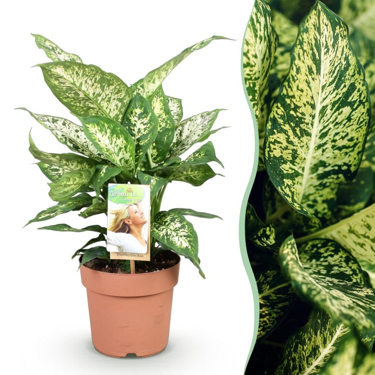 Dieffenbachia Compacta -  2