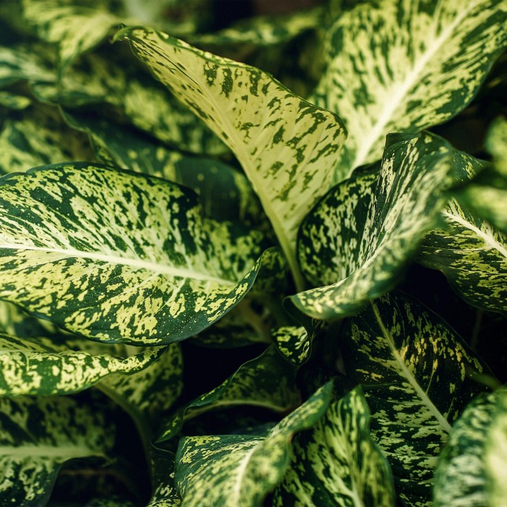 Dieffenbachia Compacta -  2