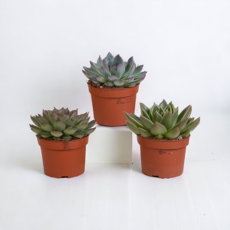 Coffret Echeveria - Lot de 3 plantes, h21cm