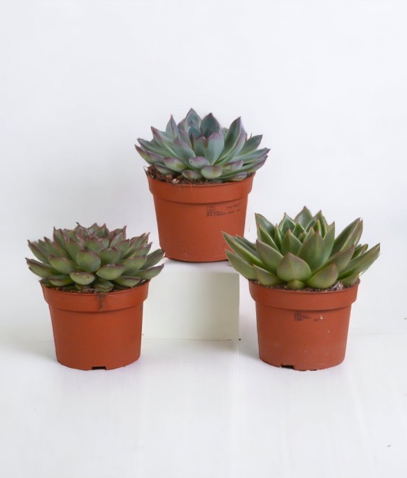 Coffret Echeveria - Lot de...