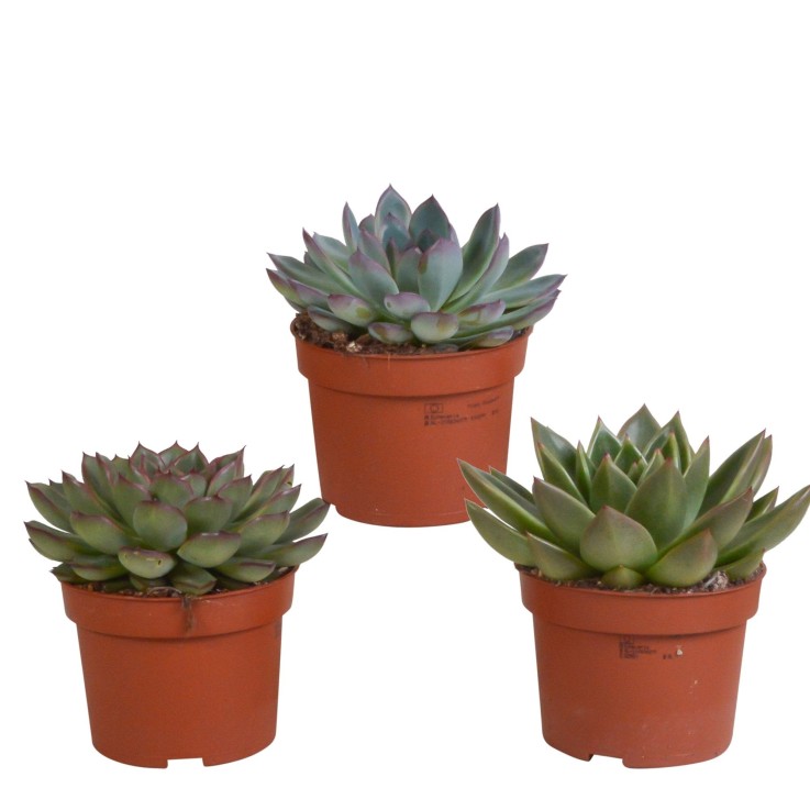 Coffret Echeveria - Lot de 3 plantes, h21cm