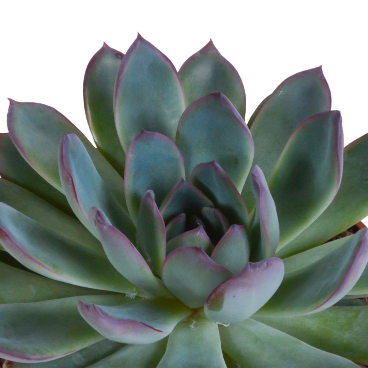 Coffret Echeveria - Lot de 3 plantes, h21cm