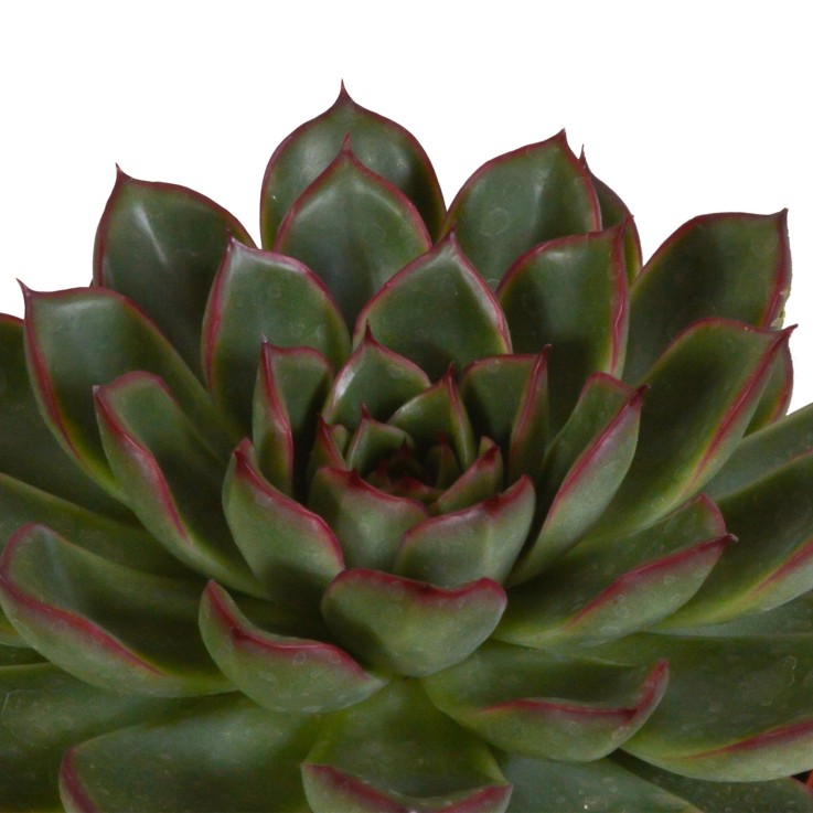 Coffret Echeveria - Lot de 3 plantes, h21cm