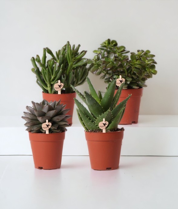 Coffret cadeau succulente -...