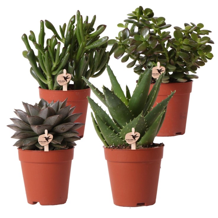 Coffret cadeau succulente - Lot de 4 plantes, h20cm