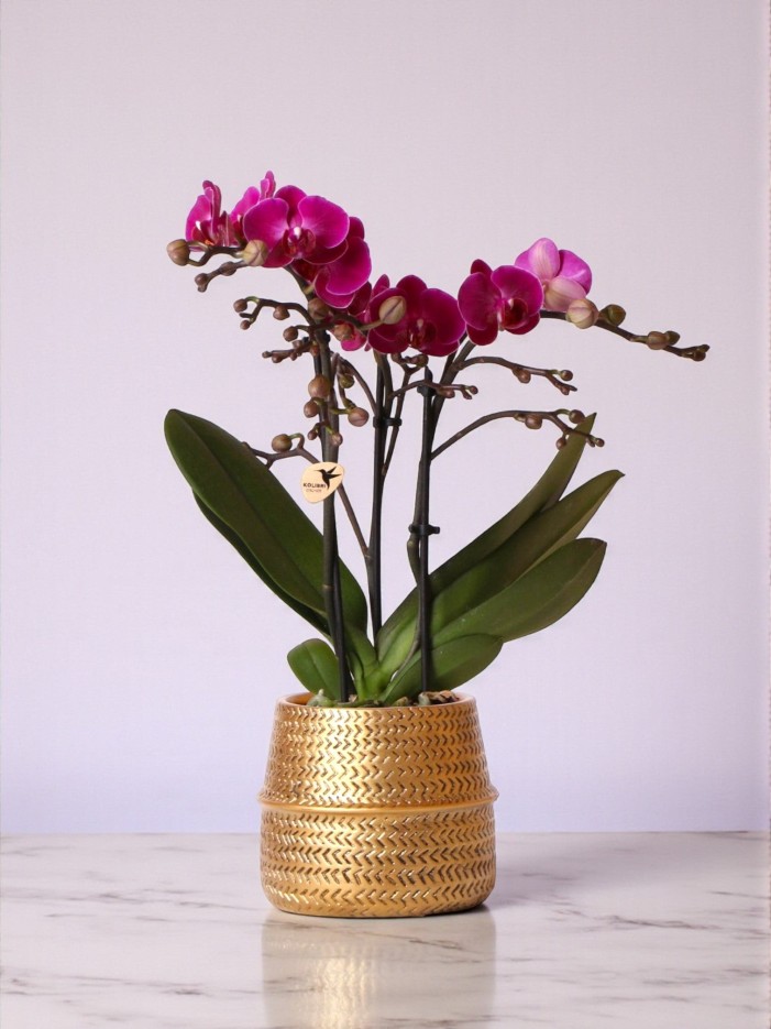 Orchidée Morelia Violette et son pot -  Doré