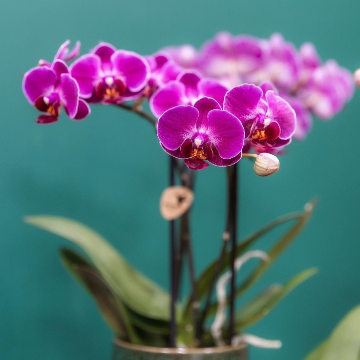 Orchidée Morelia Violette et son pot -  Doré