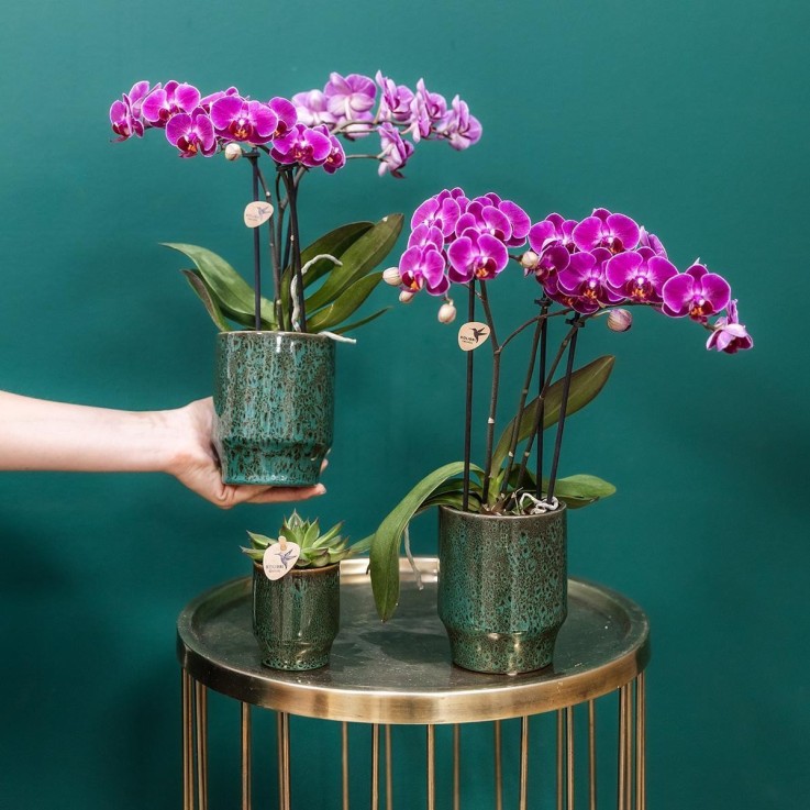 Orchidée Morelia Violette et son pot -  Doré