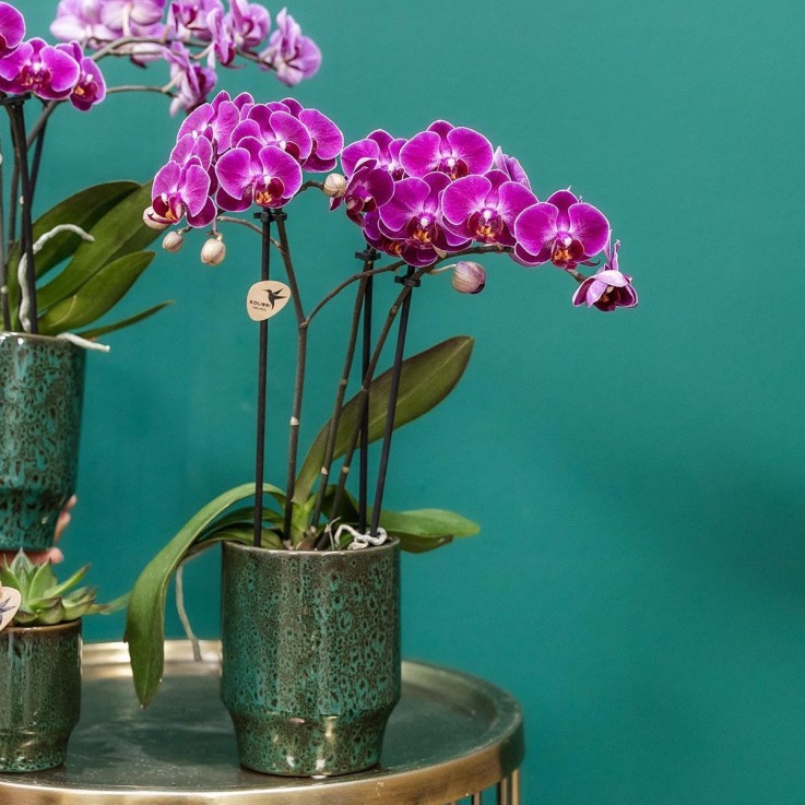 Orchidée Morelia Violette et son pot -  Doré