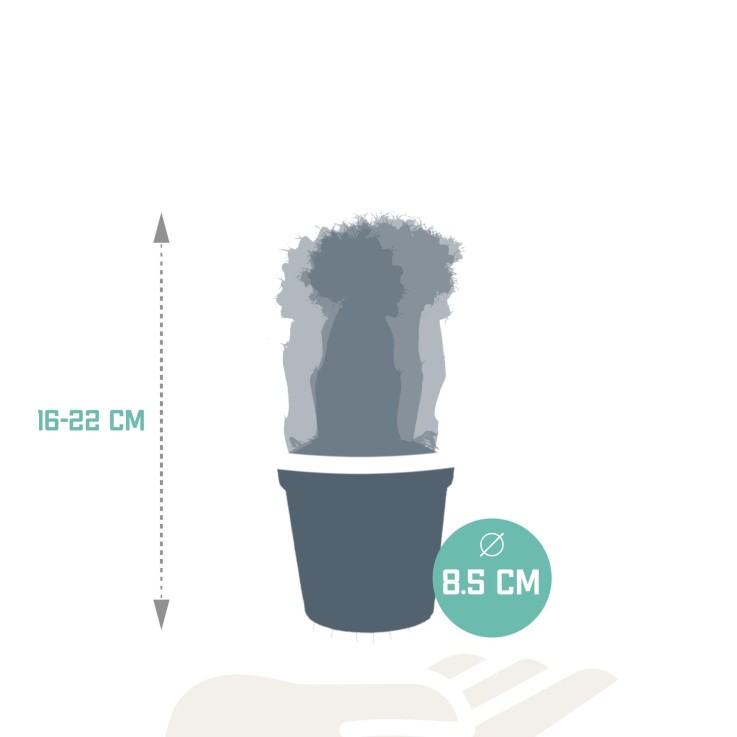 Trio de Gymnocalycium