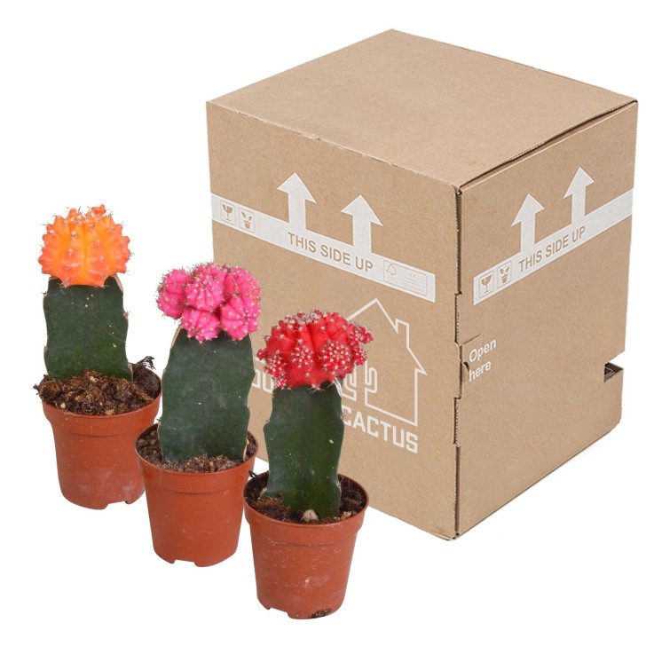 Trio de Gymnocalycium
