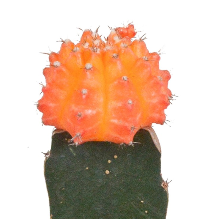 Trio de Gymnocalycium