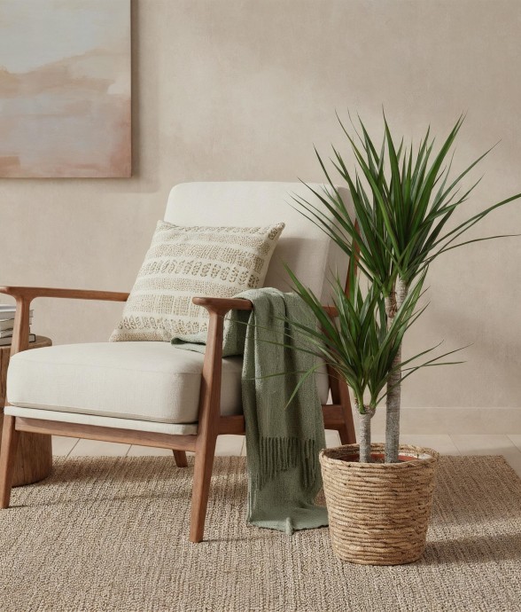 Dracaena Marginata et pot