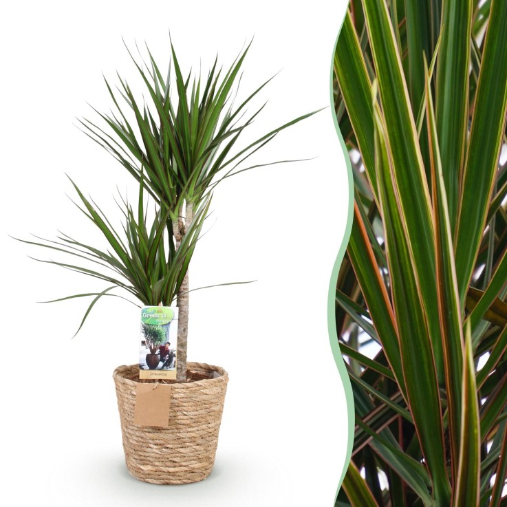 Dracaena Marginata et pot