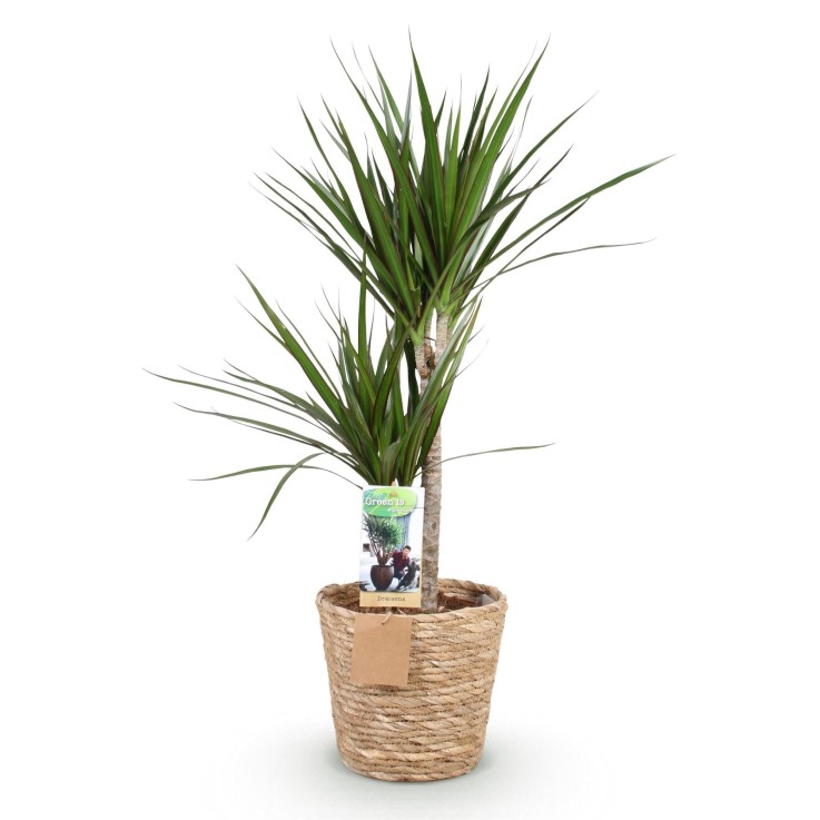 Dracaena Marginata et pot