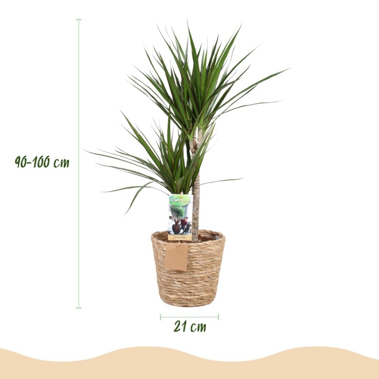 Dracaena Marginata et pot