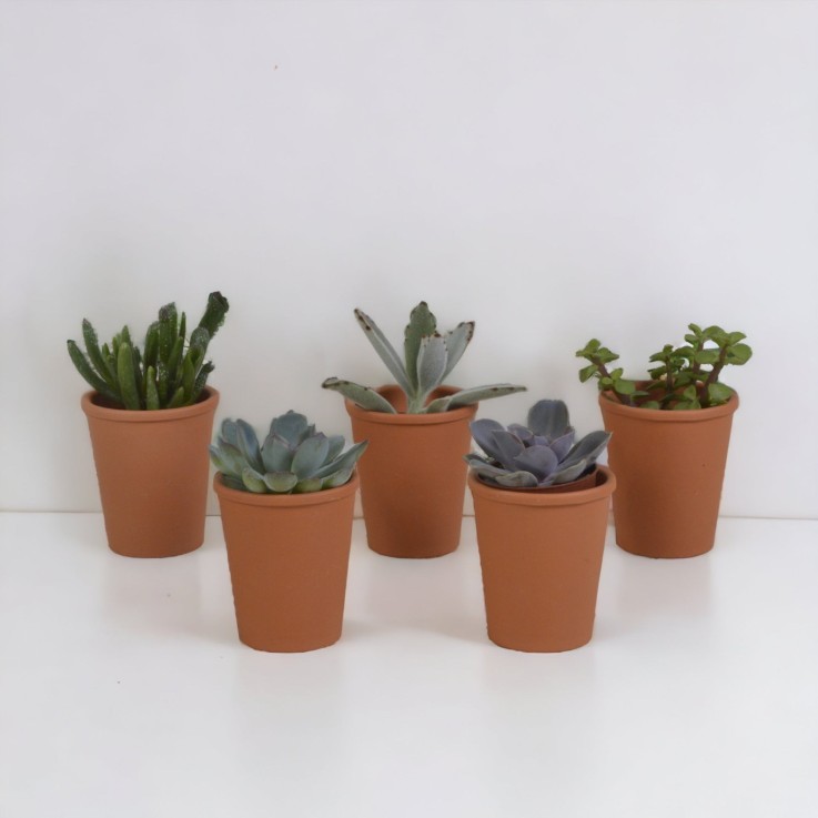 Coffret succulente et ses pots terracotta - Lot de 5 plantes, h13cm