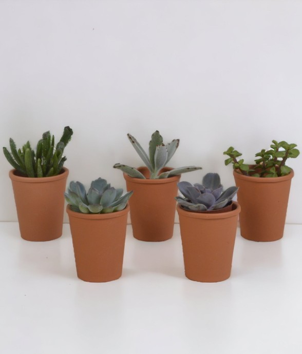 Coffret succulente et ses...