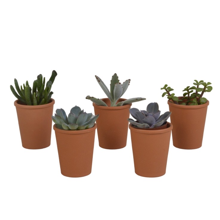 Coffret succulente et ses pots terracotta - Lot de 5 plantes, h13cm