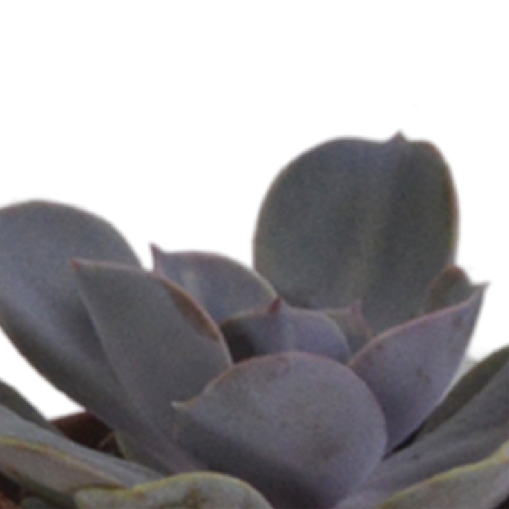 Coffret succulente et ses pots terracotta - Lot de 5 plantes, h13cm