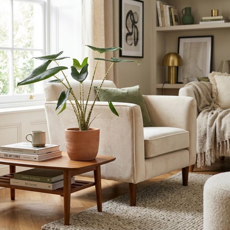 Alocasia Zebrina -  1