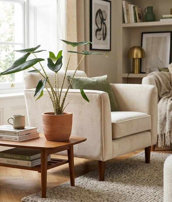 Alocasia Zebrina -  1