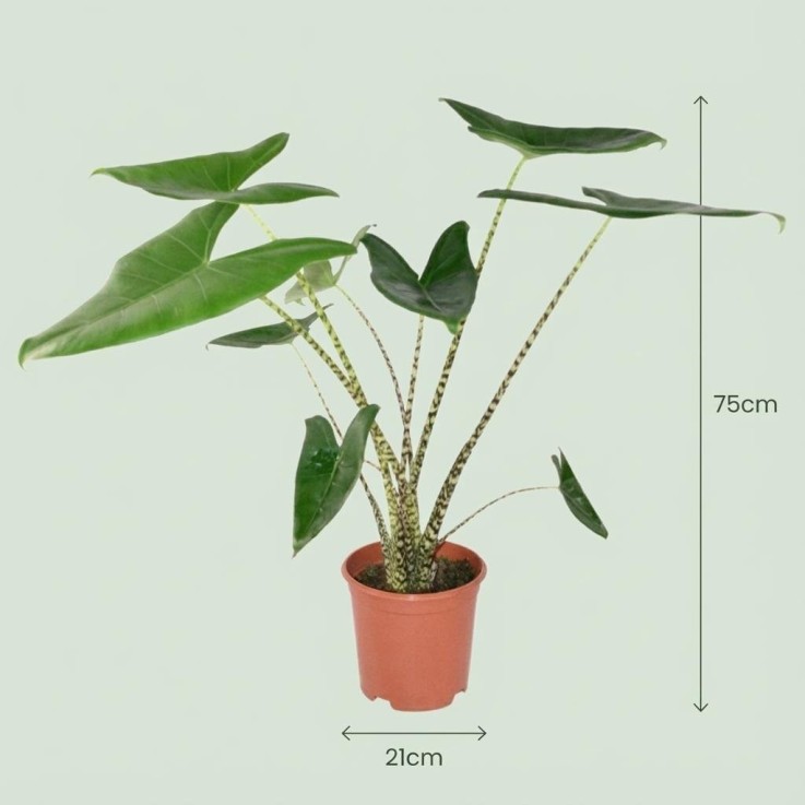 Alocasia Zebrina -  1