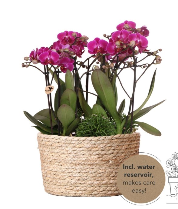 Set de 3 Orchidées...