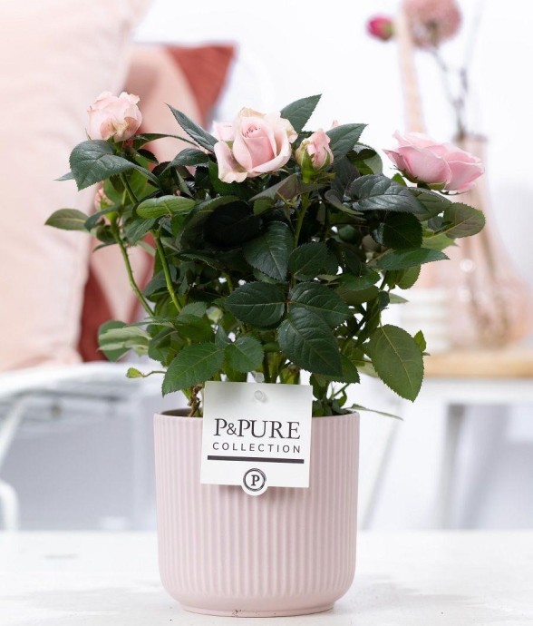 Rosier rose et pot...