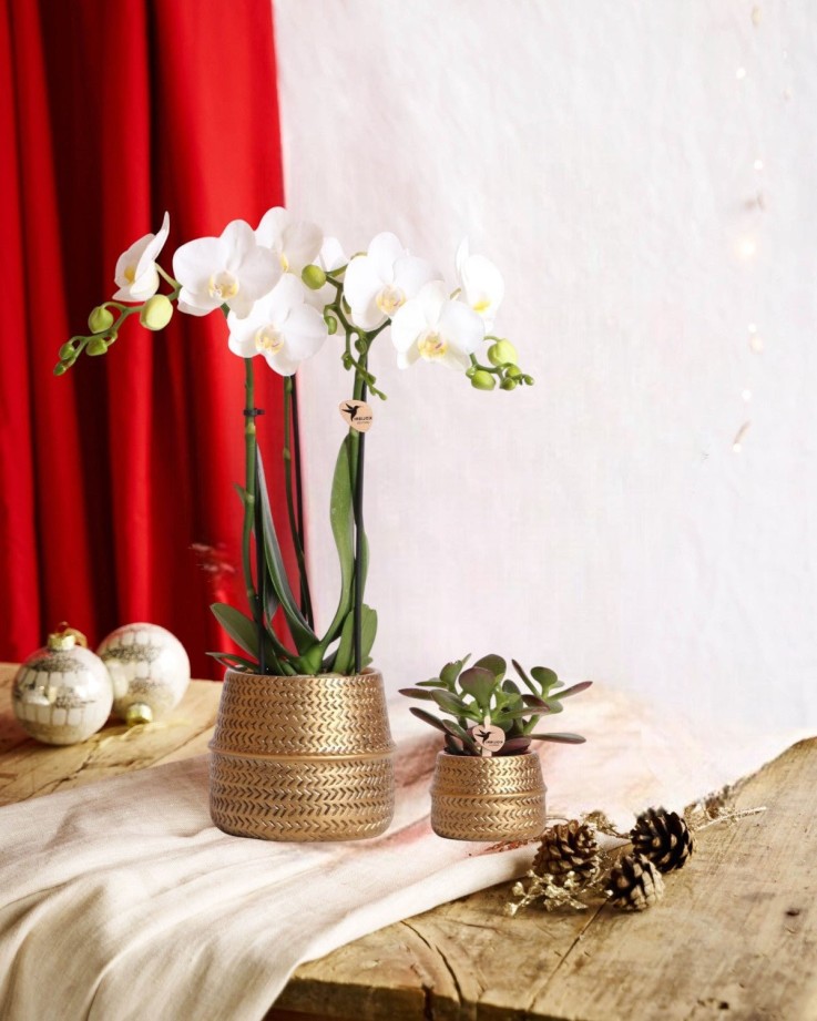 Duo Orchidée blanche & Crassula Ovata + Cache pot