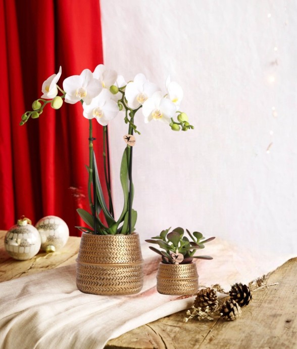 Duo Orchidée blanche &...