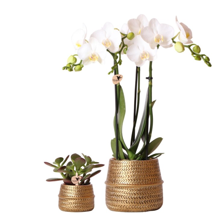 Duo Orchidée blanche & Crassula Ovata + Cache pot