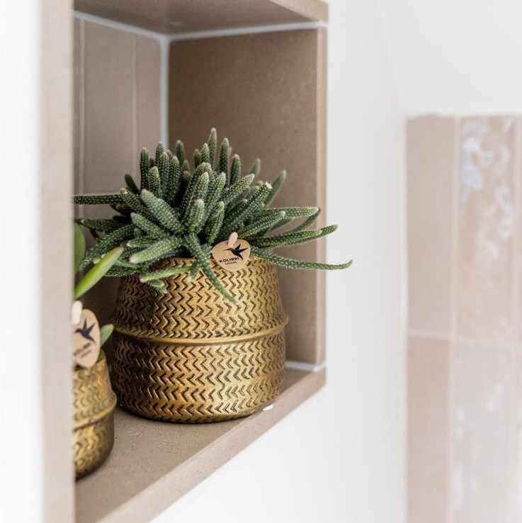 Duo Orchidée blanche & Crassula Ovata + Cache pot