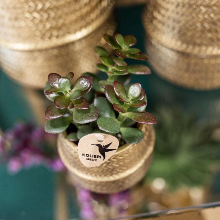 Duo Orchidée blanche & Crassula Ovata + Cache pot
