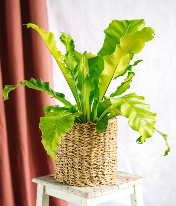 Fougère Asplenium Nidus