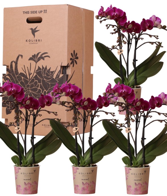 Boîte Surprise Orchidées -...