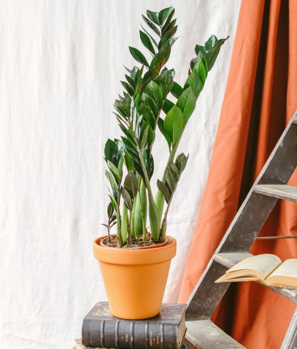 Zamioculcas Zamiifolia