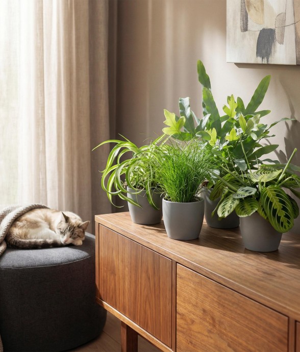 Pack 4 plantes dépolluantes