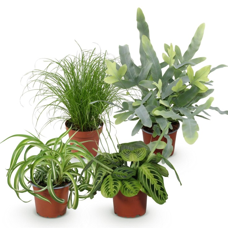 Pack 4 plantes dépolluantes