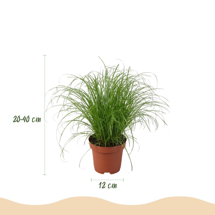 Pack 4 plantes dépolluantes