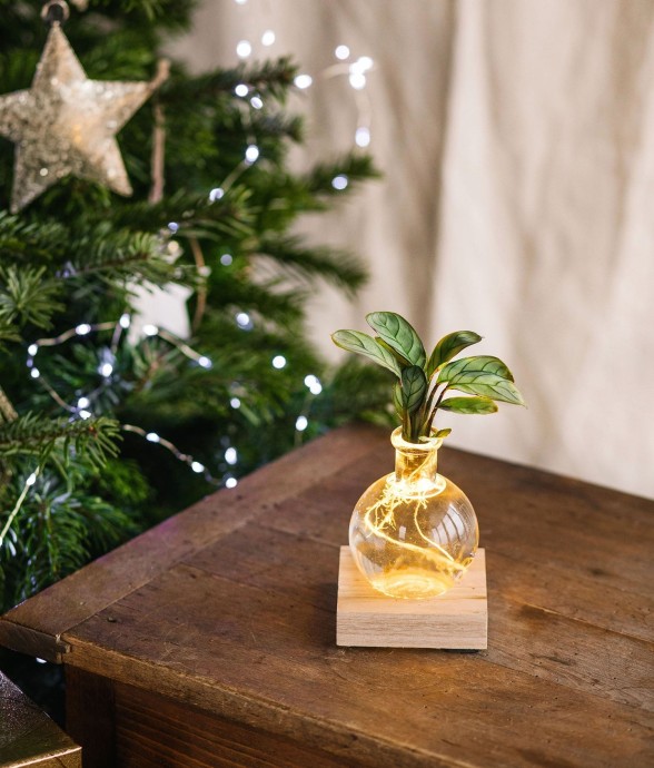 SAMOA Ctenanthe - Hydroculture