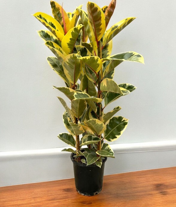 Ficus Elastica Tineke