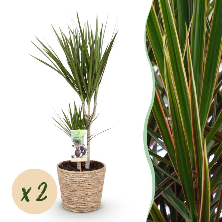 Dracaena Marginata – Lot de 2 – Pot 17 cm – Hauteur 70-80 cm