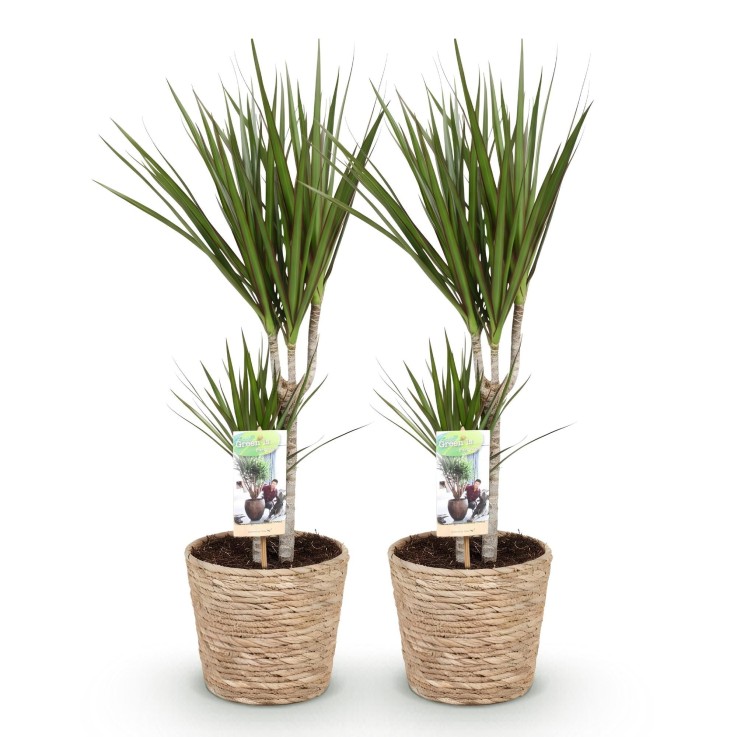 Dracaena Marginata – Lot de 2 – Pot 17 cm – Hauteur 70-80 cm
