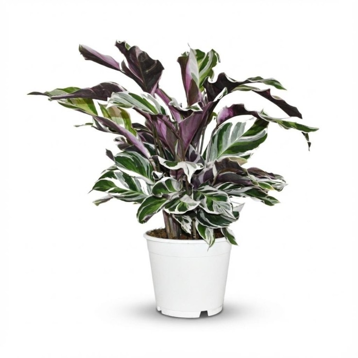 Calathea Fushion White