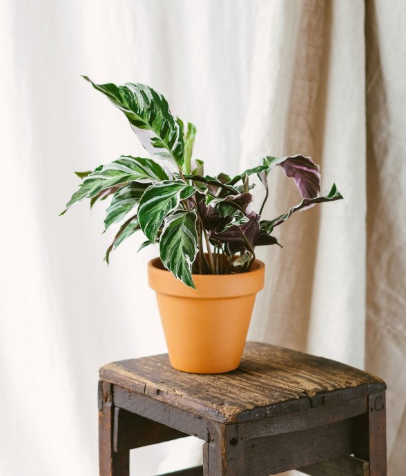 Calathea Fusion White