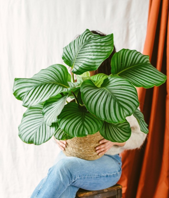 Calathea Orbifolia