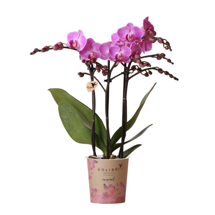 Orchidée rose - Ø9cm - plante d'intérieur