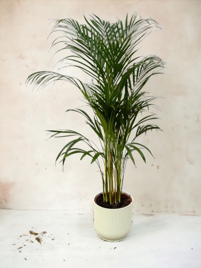 Grand Palmier Areca et son pot -  Hauteur 85cm Noir avec reservoir