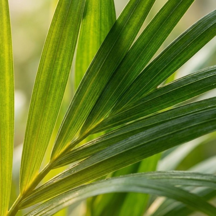 Areca Dypsis Lutescens